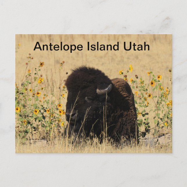 Buffalo auf der Insel Antelope in Utah Postcard Postkarte (Vorderseite)