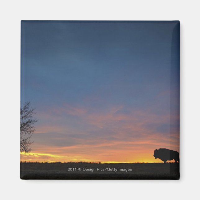 Buffalo bei Sunset in Elk Island National Park Magnet (Vorne)