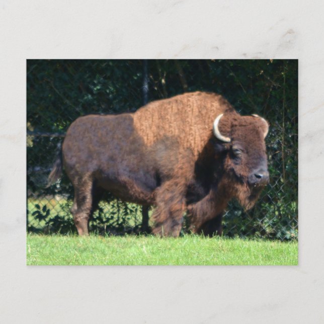 Buffalo (Bison) Kansas, Oklahoma, Wyoming Postkarte (Vorderseite)