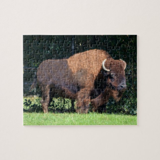 Buffalo (Bison) Kansas, Oklahoma, Wyoming Puzzle (Horizontal)