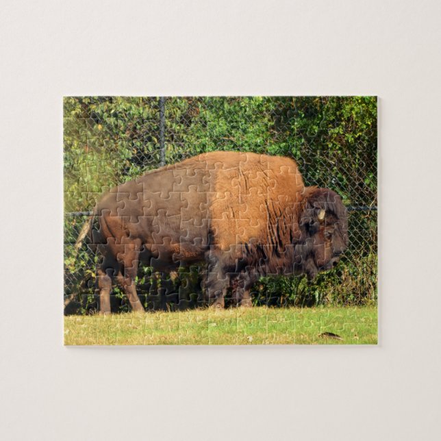 Buffalo (Bison) Kansas, Oklahoma, Wyoming Puzzle (Horizontal)