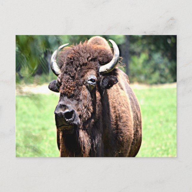 Buffalo (Bison) Postkarte (Vorderseite)