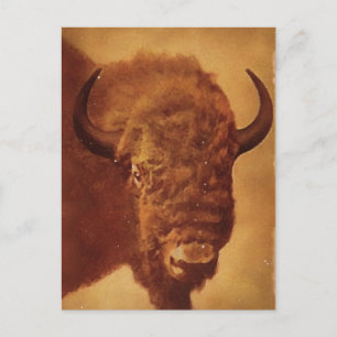 Buffalo / Bison Postkarte