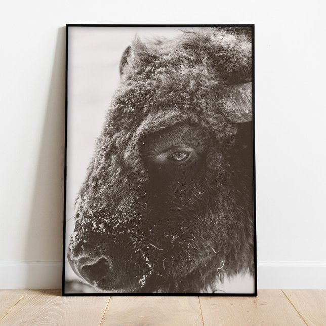 Buffalo Bison Print Poster (Buffalo Bison Photography Print)