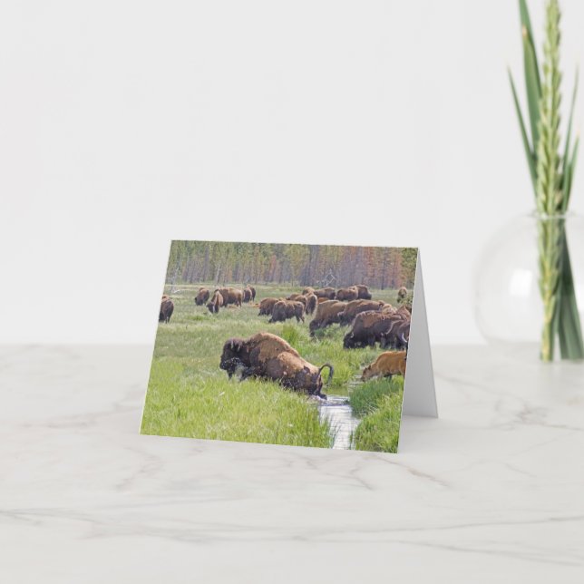 Buffalo Crossing Note Card Karte (Vorderseite)