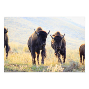 Buffalo-Foto drucken Fotodruck