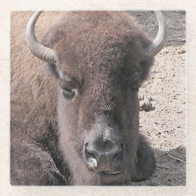 Buffalo Foto Square Glass Untersetzer (Vorderseite)