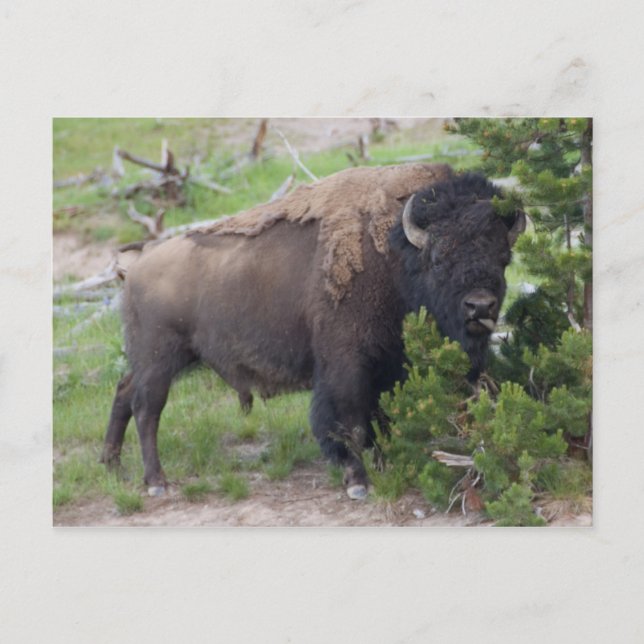 Buffalo hält die Zunge heraus Postkarte (Vorderseite)