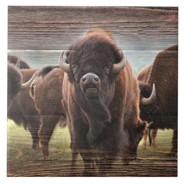 Buffalo Herd Fliese (Vorderseite)