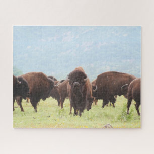 Buffalo Herd Foto Puzzle