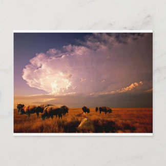 Buffalo Herd Postkarte