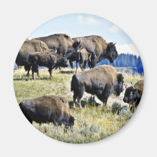Buffalo Herd - Yellowstone Nationalpark Magnet