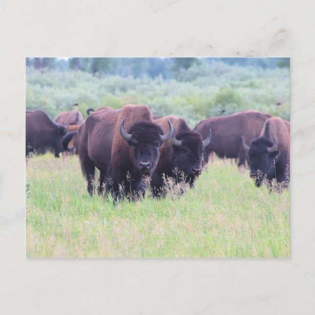 Buffalo im Grand Teton Nationalpark Postkarte (Vorderseite)
