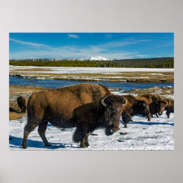 Buffalo im Schnee Poster