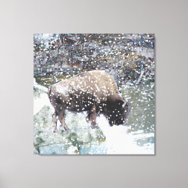 Buffalo im Schneesturm überwundene Leinwand Print (Vorderseite)