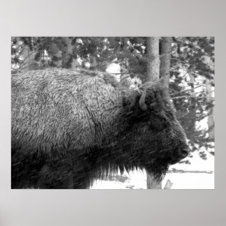 Buffalo im Yellowstone-Nationalpark Poster