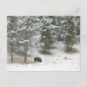 Buffalo im Yellowstone-Nationalpark Postkarte
