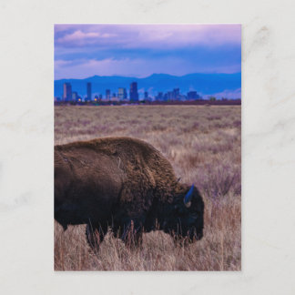 Buffalo in Denver, Colorado Postkarte