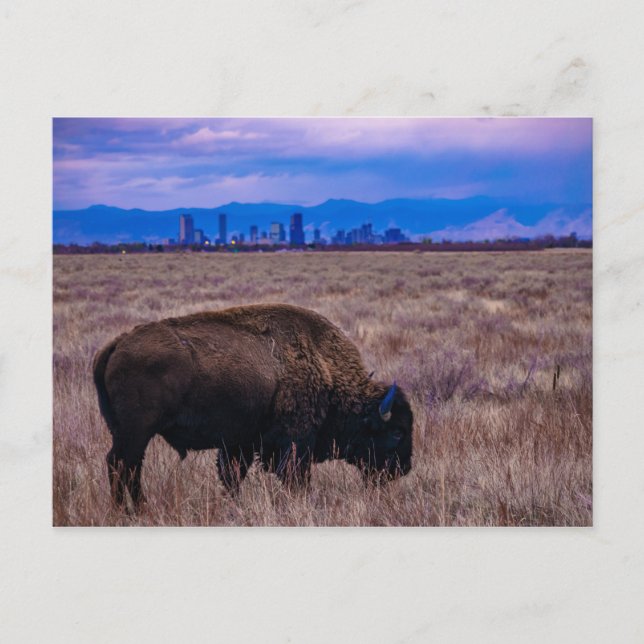 Buffalo in Denver, Colorado Postkarte (Vorderseite)