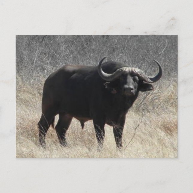 Buffalo in Südafrika Postkarte (Vorderseite)