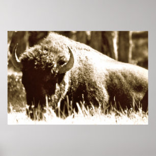 Buffalo in Yellowstone Poster