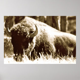 Buffalo in Yellowstone Poster