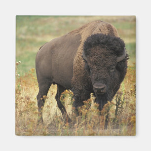 Buffalo Magnet