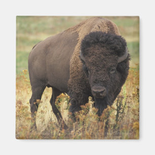 Buffalo Magnet