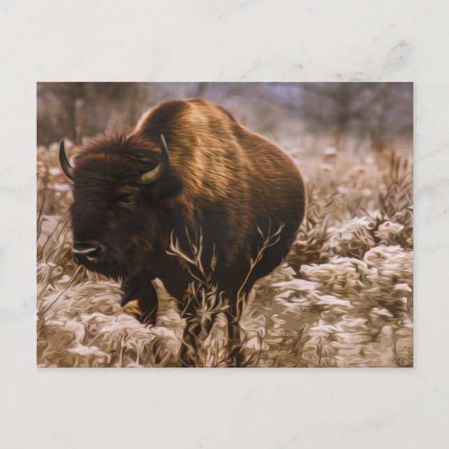 BUFFALO - MINNEOPA STAAT PARK - MINNESOTA USA POSTKARTE (Vorderseite)