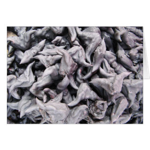 Buffalo Nuts - Water Caltrop Card