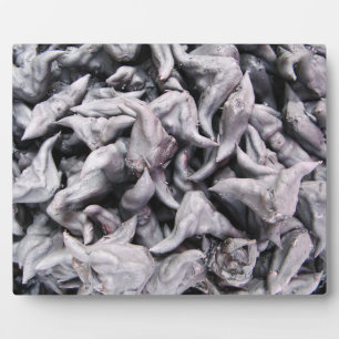 Buffalo Nuts - Water Caltrop Fotoplatte