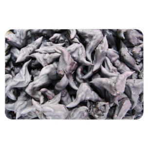 Buffalo Nuts - Water Caltrop Magnet