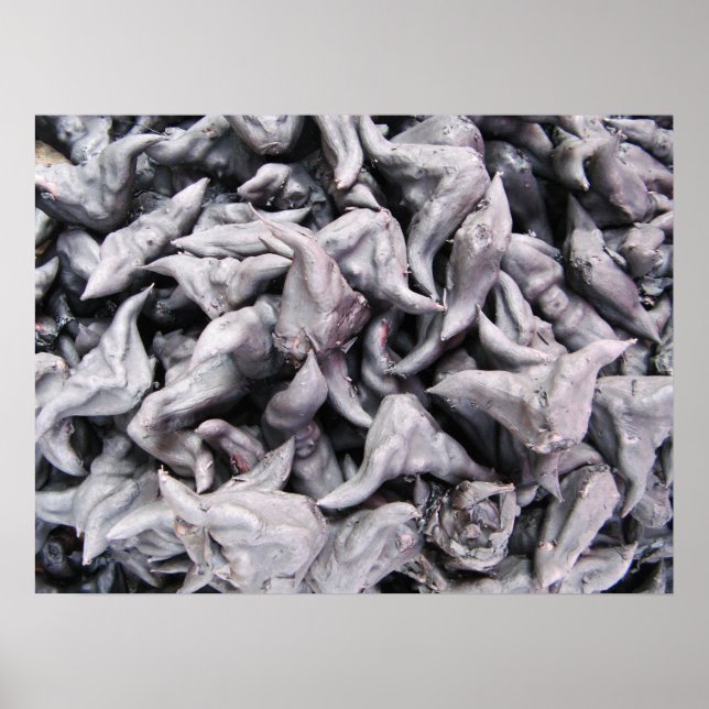 Buffalo Nuts - Water Caltrop Poster (Vorne)