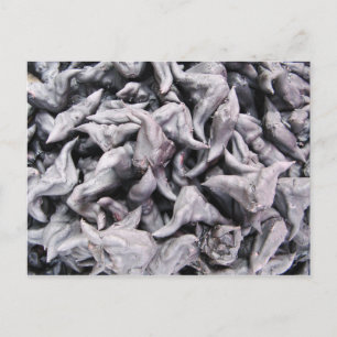 Buffalo Nuts - Water Caltrop Postkarte