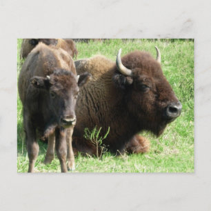 Buffalo Picture Postcard Postkarte
