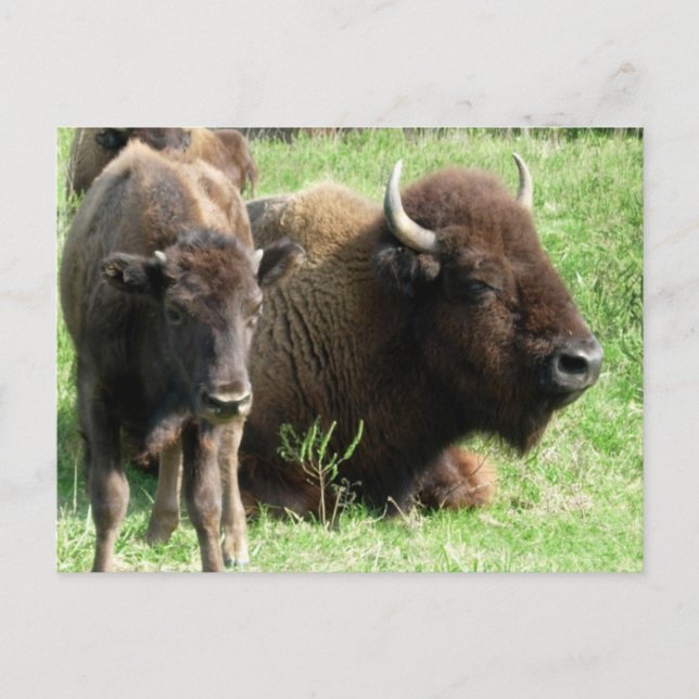 Buffalo Picture Postcard Postkarte (Vorderseite)