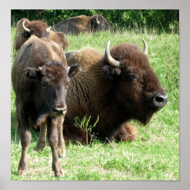 Buffalo Picture Poster Print (Vorne)