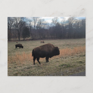 Buffalo Postcard Postkarte