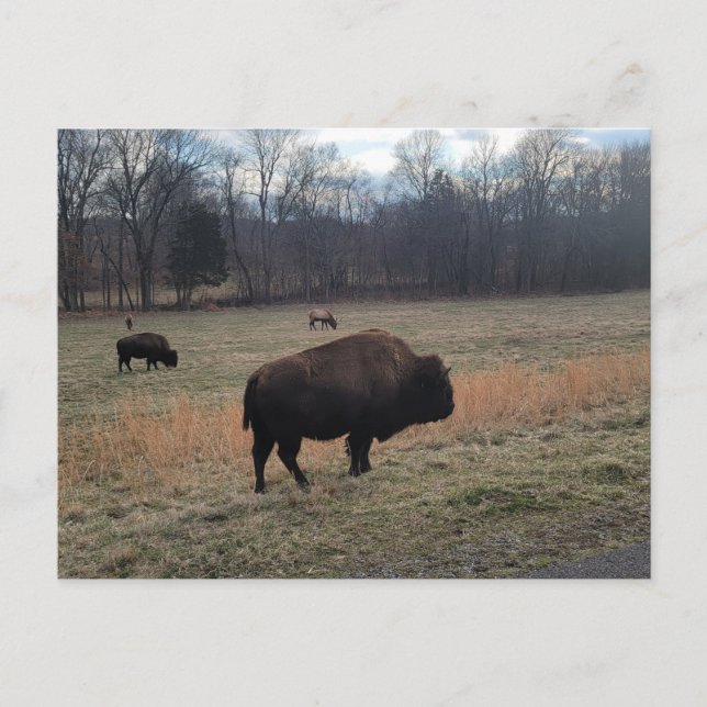 Buffalo Postcard Postkarte (Vorderseite)