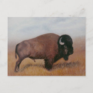 Buffalo Postcard Postkarte
