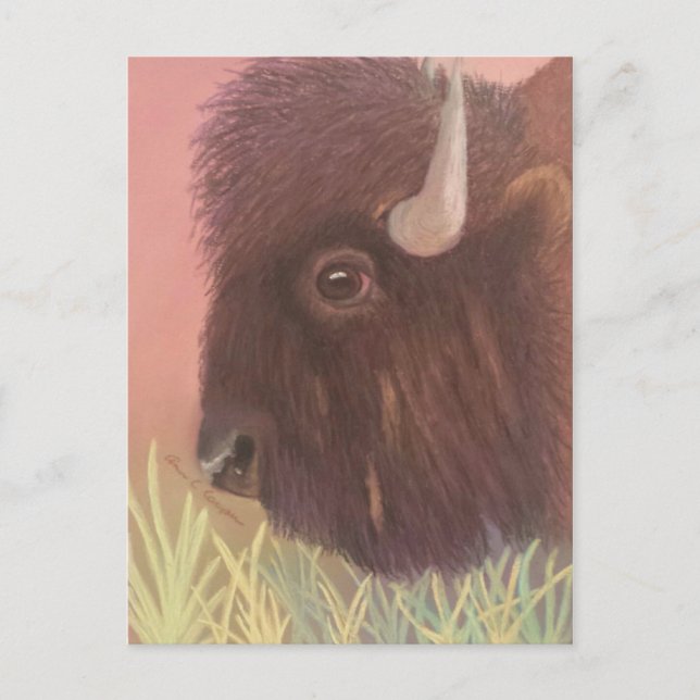 Buffalo Postkarte (Vorderseite)