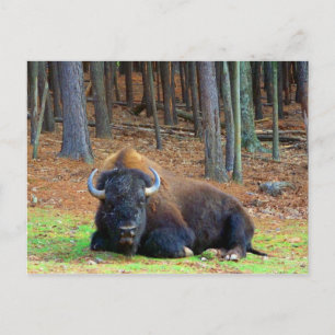 Buffalo Postkarte