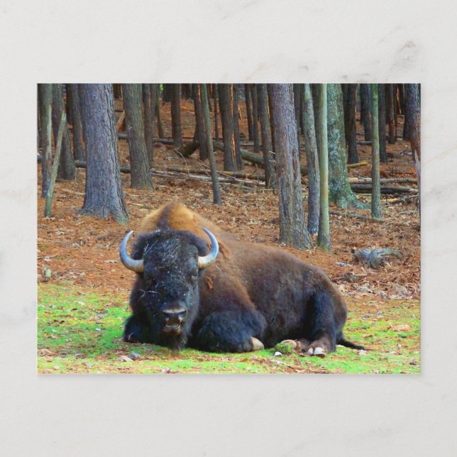 Buffalo Postkarte (Vorderseite)