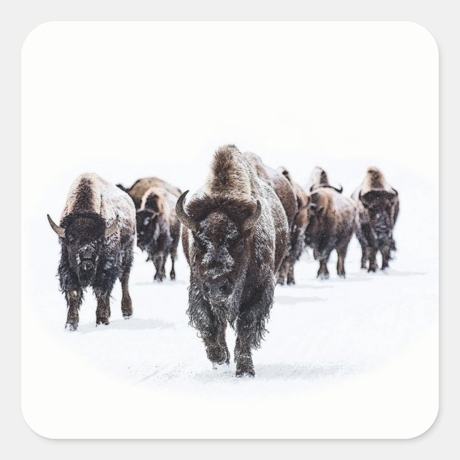Buffalo Quadratischer Aufkleber (Vorderseite)