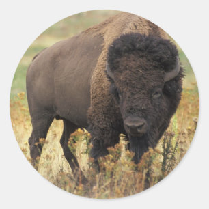 Buffalo Runder Aufkleber