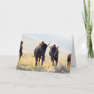 Buffalo Running Grußkarte Karte