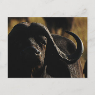 Buffalo - Safari fünf große Tiere Postkarte