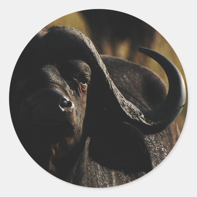 Buffalo - Safari große fünf Tieraufkleber Runder Aufkleber (Vorderseite)