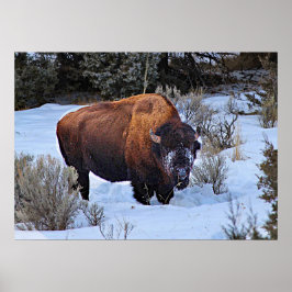 Buffalo Snow Foto Poster