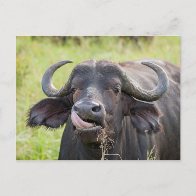 Buffalo Sticks Tongue Out Postcard Postkarte (Vorderseite)